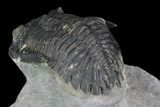 Hollardops & Barrandeops Trilobite Association #71196-6